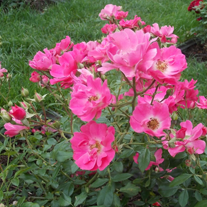 Light pink - bed and borders rose - polyantha